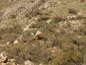 Nᵊkhot (Astragalus gummifer Labill.) tragacanth